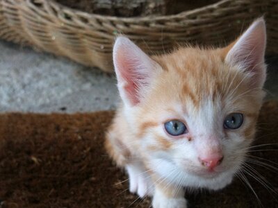 Cute cat face head photo