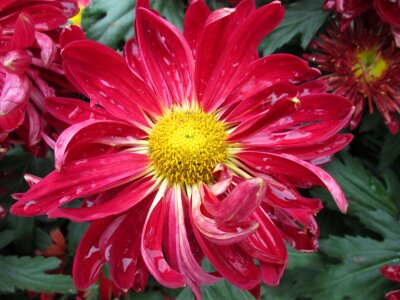Plant park red