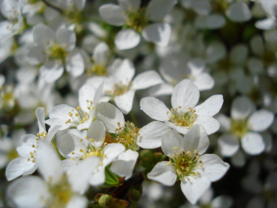 White spring detail