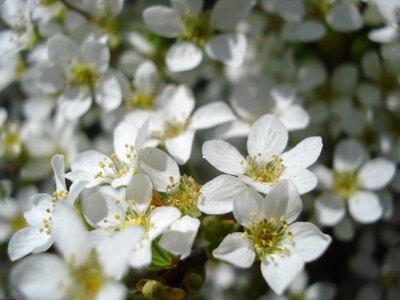 White spring detail