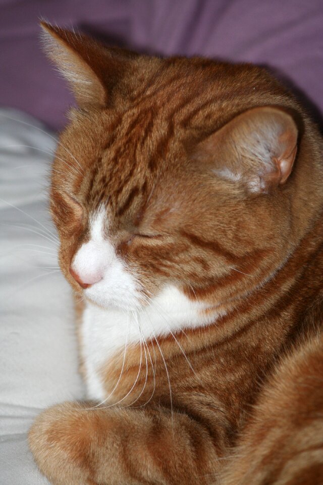 Pet marmalade animal