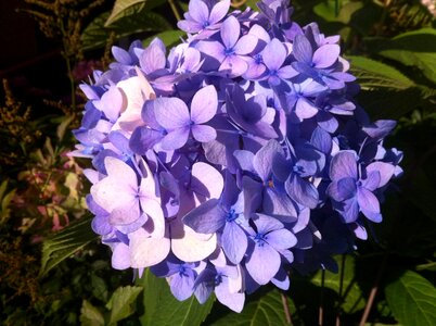 Garden flowers hydrangea photo