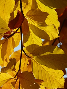 Deciduous tree golden autumn golden october