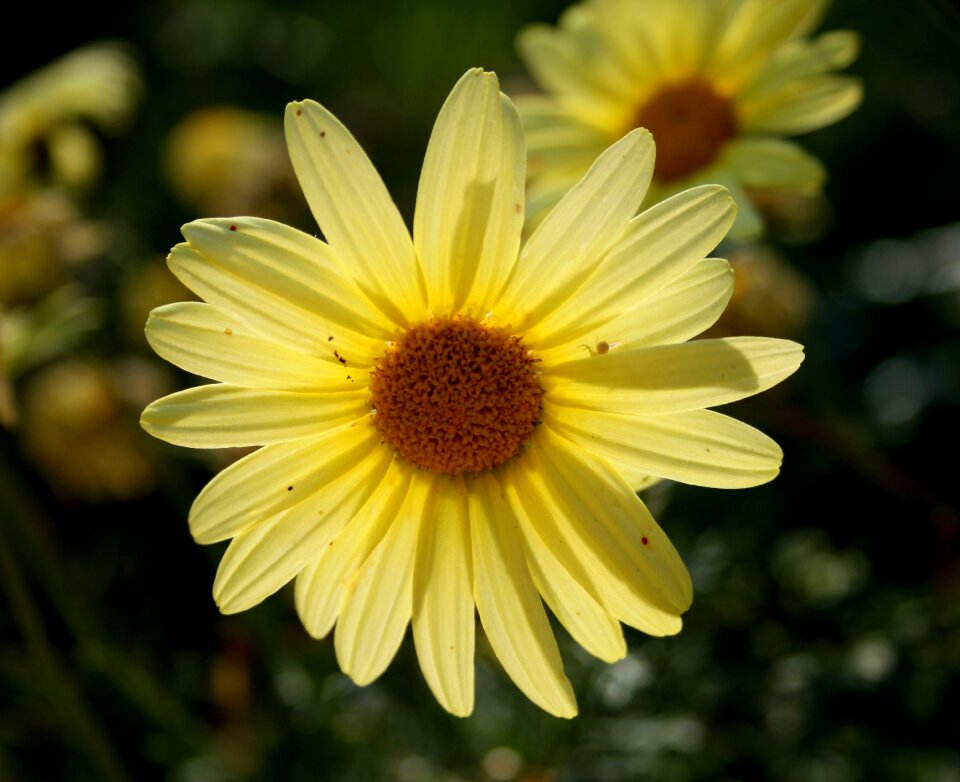Dainty concentric radiating
