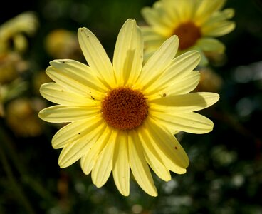 Dainty concentric radiating