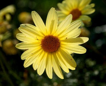 Dainty concentric radiating photo