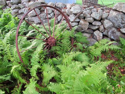 Ferns stone wall fern photo