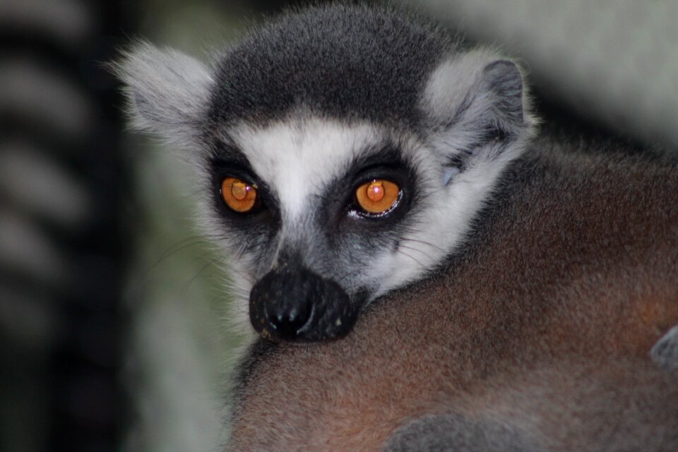 Primates animal mammal