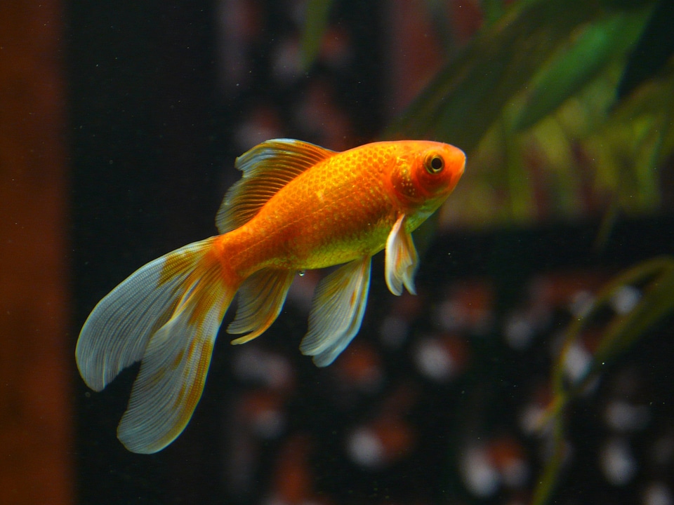 Swim aquarium freshwater fish photo