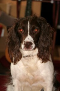 Animal breed spaniel