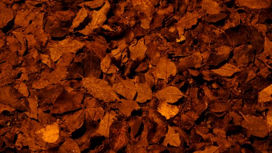 Autumn ruksea street light