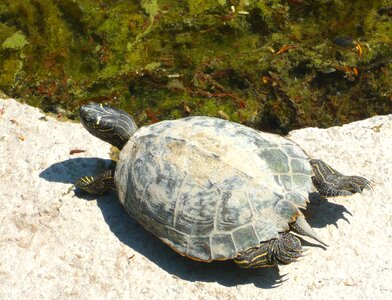 Water turtle turtles animal