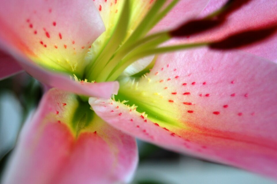 Bloom flower plant