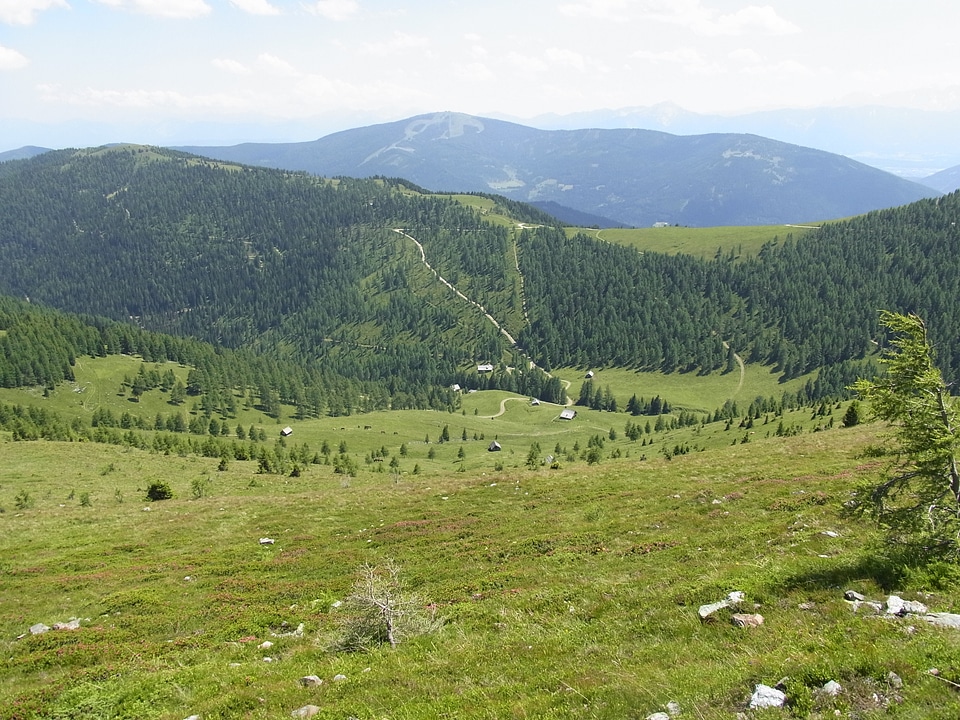 Field alpine flower view