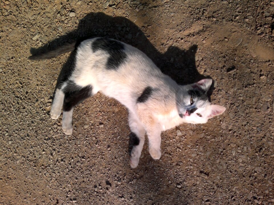 The underlying cat and shadow