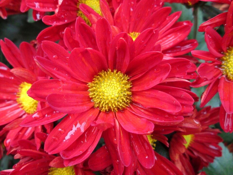 Plant park red