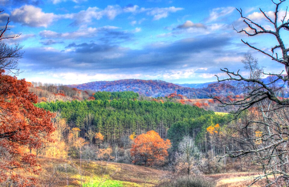 Trees nature sky