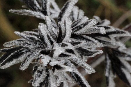 Winter magic crystals cold