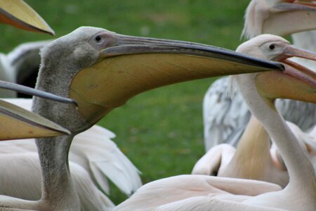 Bird nature birds