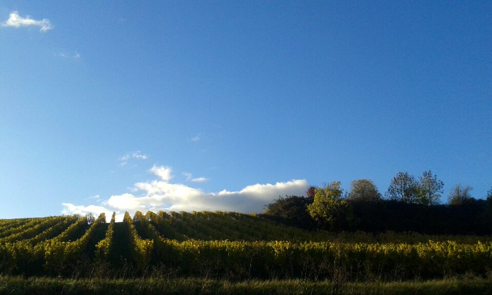 Wonnegau osthofen autumn