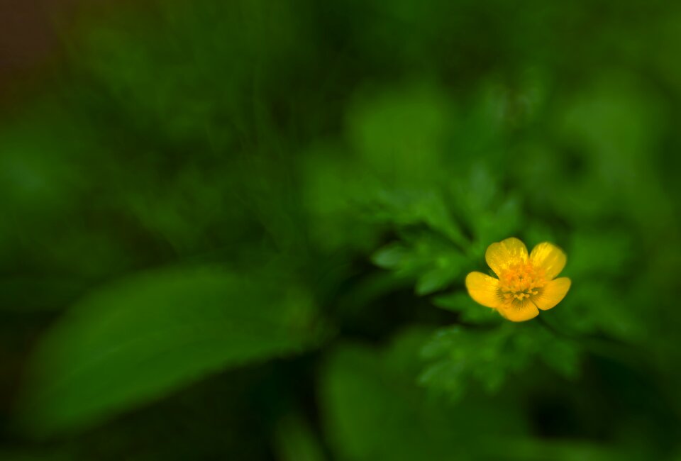 Bloom nature lensbaby