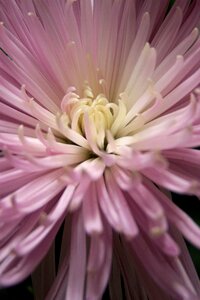 Flower lilac flowers