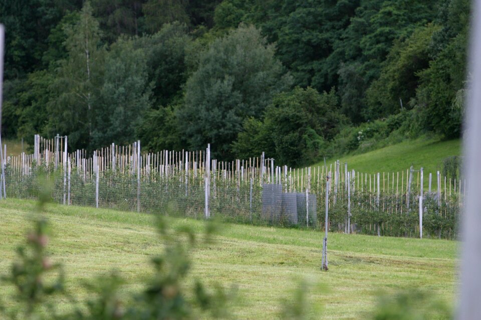 Wine wine hang winegrowing