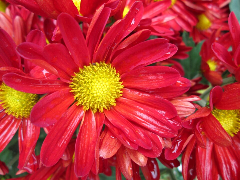 Plant park red