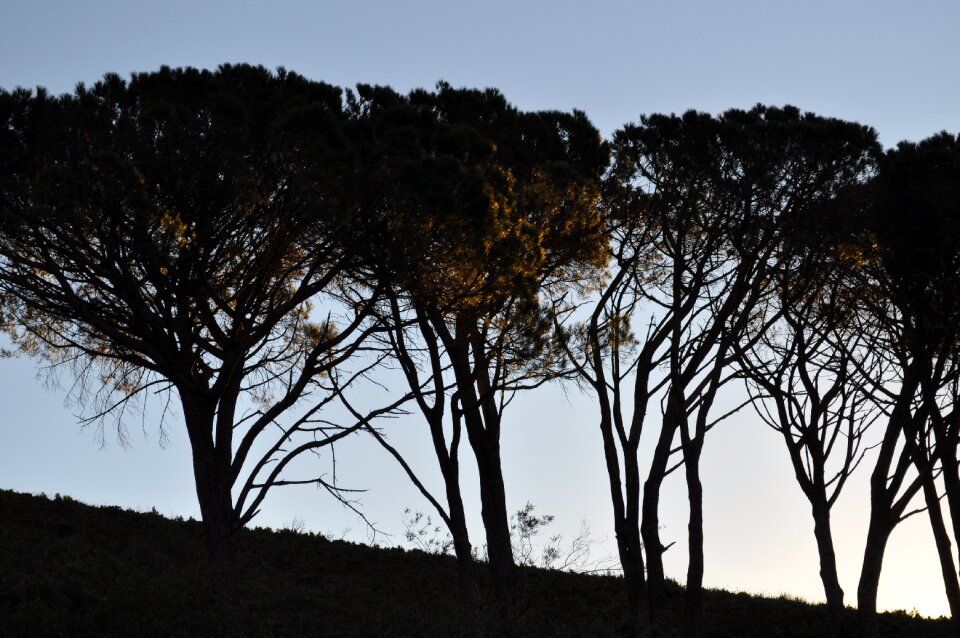 South africa trees avenue