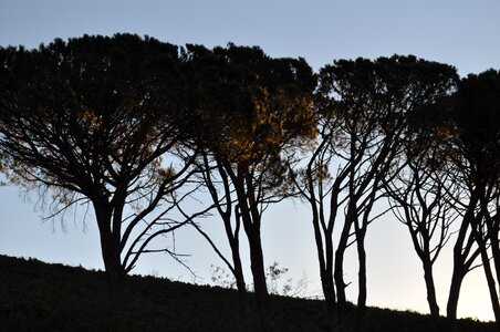 South africa trees avenue