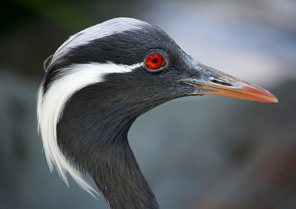 Bird migratory plumage photo