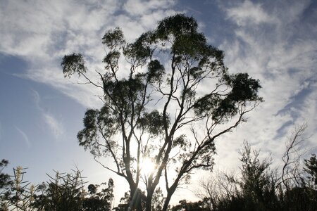 Branch sky australia