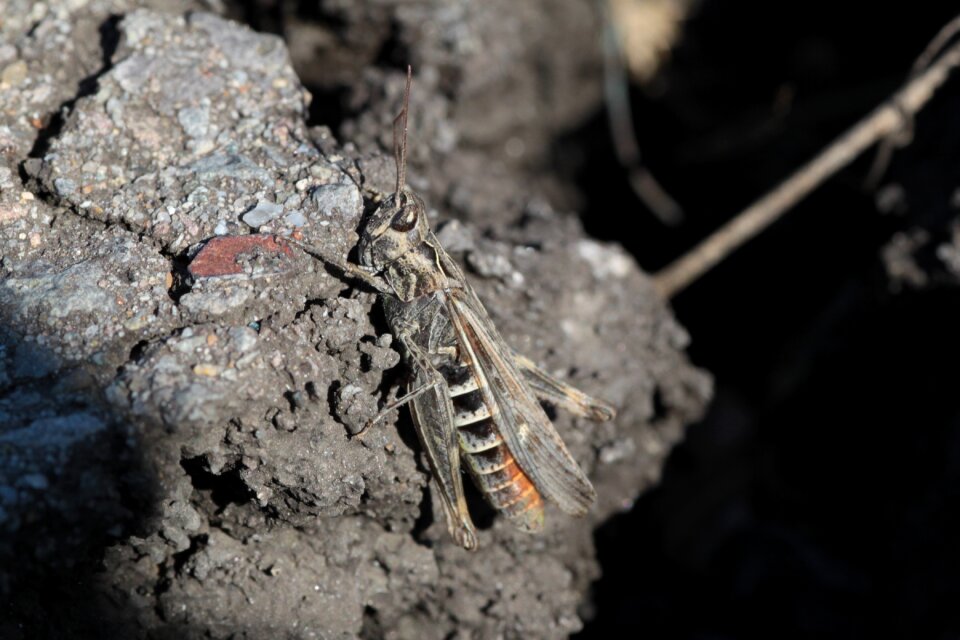 Insect grasshopper chirping