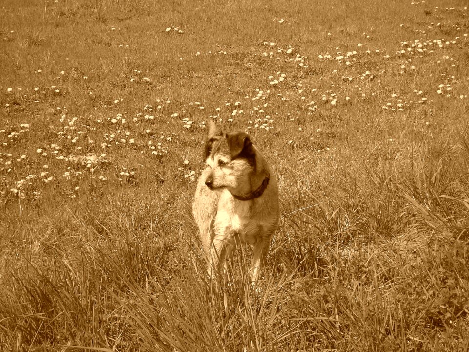 Terrier attentive dog dog on meadow