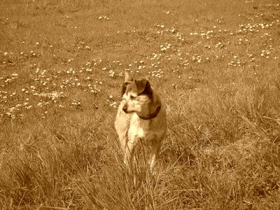 Terrier attentive dog dog on meadow