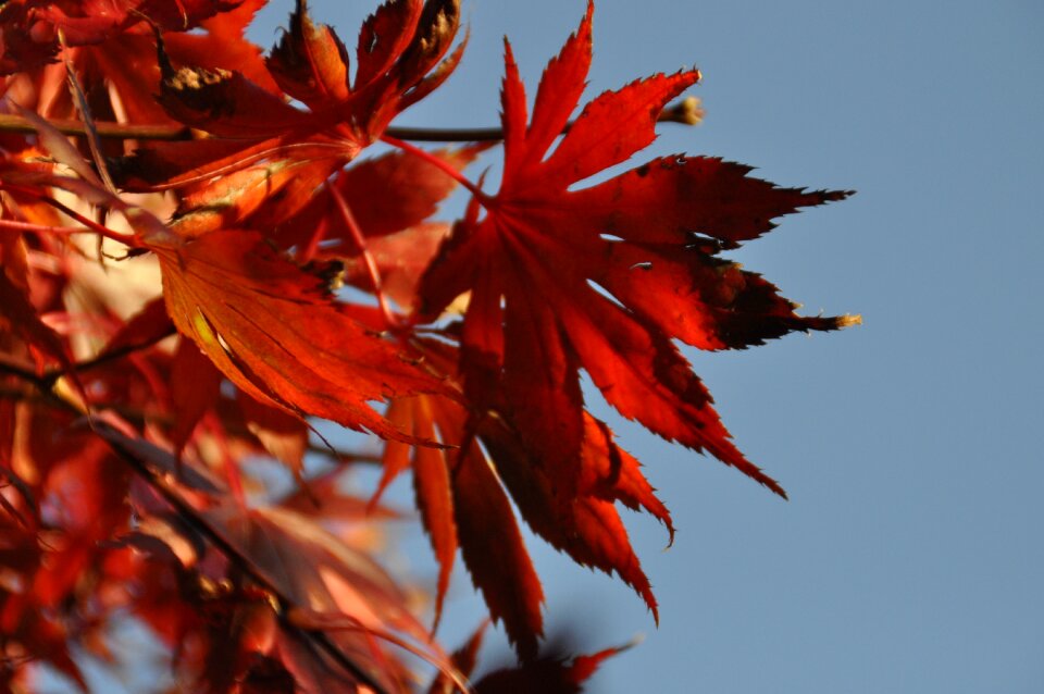 Red red leaf red blue contrast