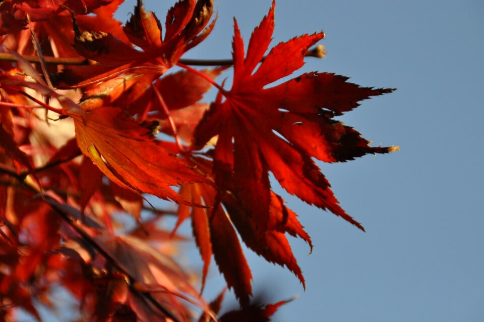 Red red leaf red blue contrast photo