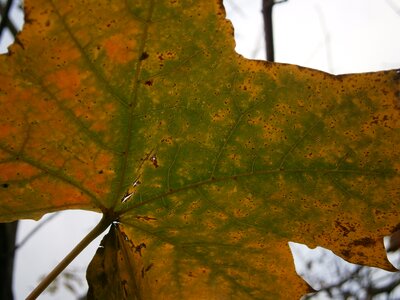 Color maple nature