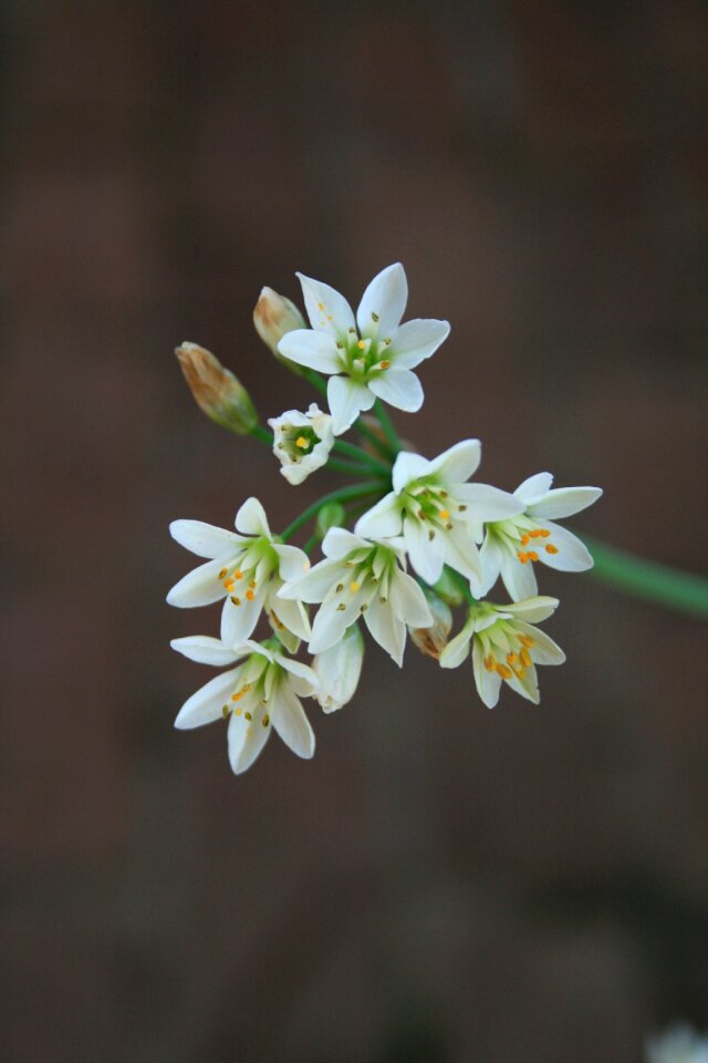 White dainty buds