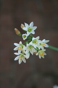 White dainty buds
