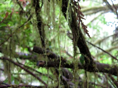Lichen twig wood photo