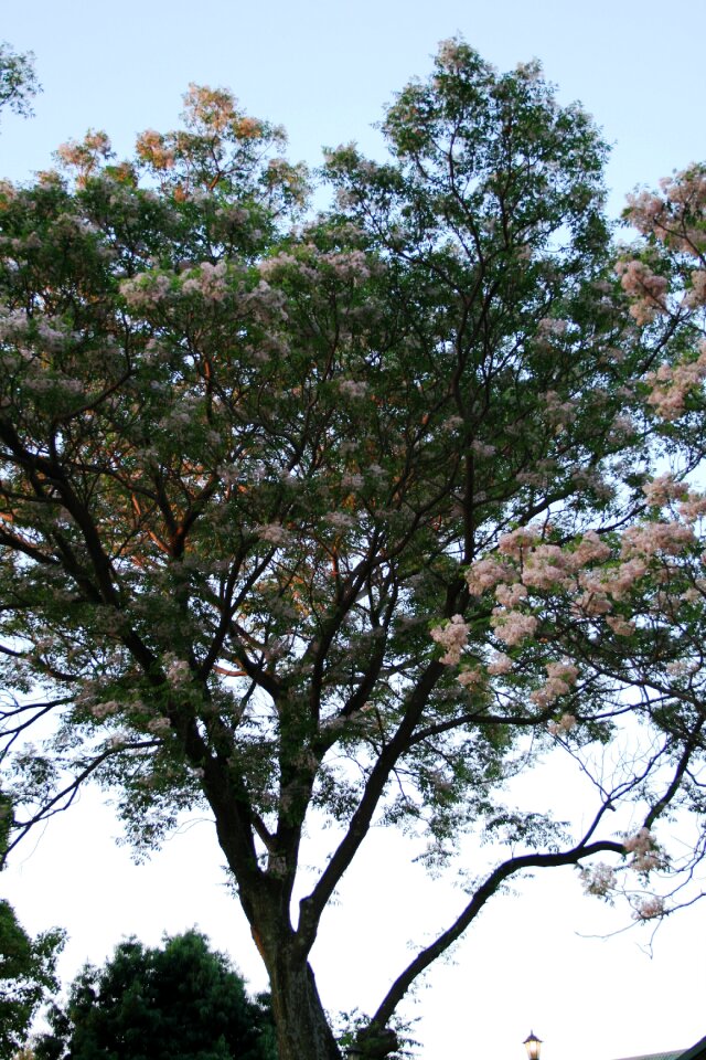 Flowers clumped white