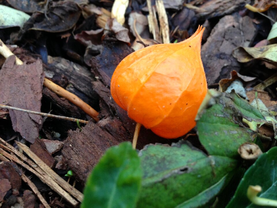 Lampionblume orange autumn