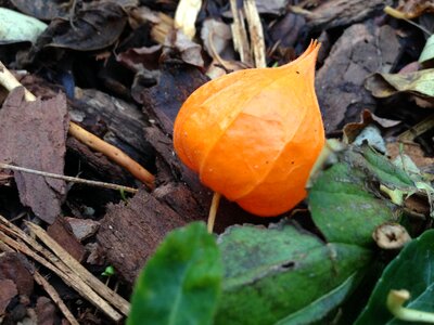 Lampionblume orange autumn