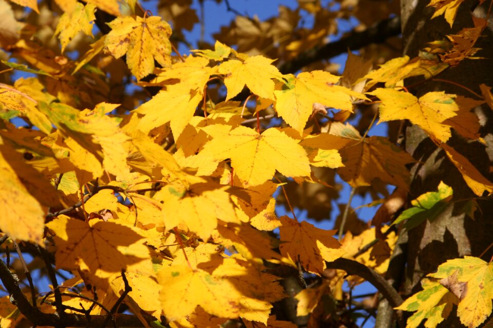 Fall foliage maple yellow