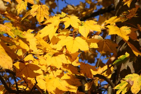 Fall foliage maple yellow photo