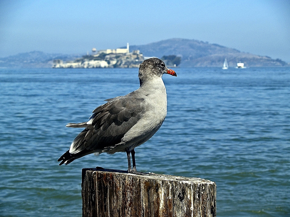 Waterbird feathered animal