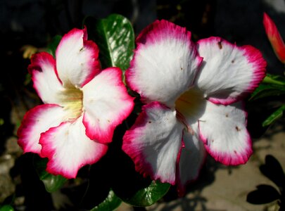 Indonesia flower adenium