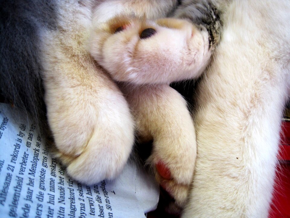 Plump relaxed white
