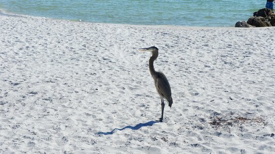 Nature beach animal world